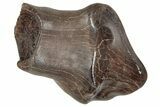 Fossil Nodosaurid (Denversaurus) Tooth - Montana #341035-1